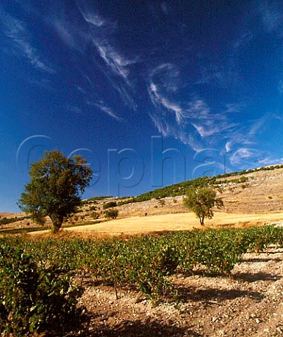 Vineyard of Pago de Carraovejas Peafiel Castilla   y Len Spain  DO Ribera del Duero