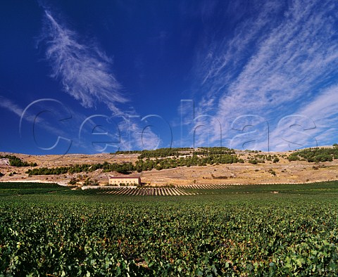 Pago de Carraovejas vineyard and winery Peafiel Castilla y Len Spain  DO Ribera del Duero