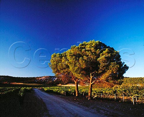 Vineyard of Hacienda Monasterio   Pesquera de Duero Castilla y Len Spain   DO Ribera del Duero