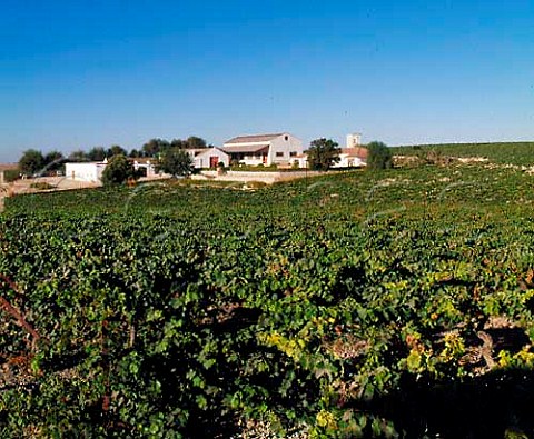 Montegillilo Vineyard of Emilio Lustau  Jerez Andaluca Spain   Sherry