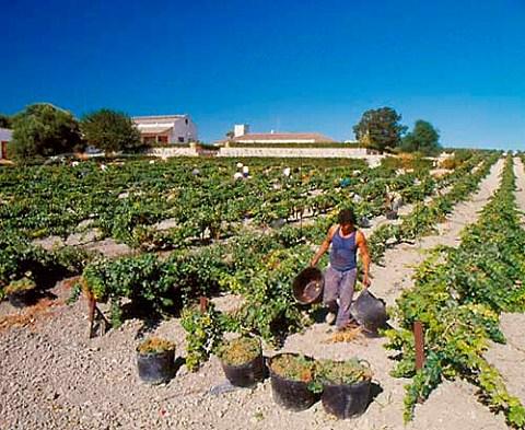 Harvesting Palomino Fino grapes in Emilio Lustaus   Montegillilo Vineyard  Jerez Andaluca Spain     Sherry