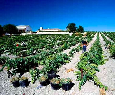 Harvesting Palomino Fino grapes in  Emilio Lustaus Montegillilo Vineyard  Jerez Andalucia Spain   Sherry