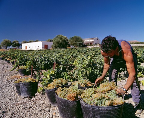Harvesting Palomino Fino grapes in Montegillilo Vineyard of Emilio Lustau  Jerez Andaluca Spain Sherry