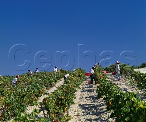 Harvesting Palomino Fino grapes on Via Esteve of Gonzalez Byass Jerez Andalucia Spain   Sherry