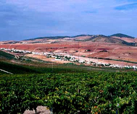 The Gibalbin vineyard of Antonio Barbadillo Gibalbin Andalucia Spain   