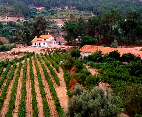 Small vineyard in the Dao valley at Sao Gemil   Portugal  Dao