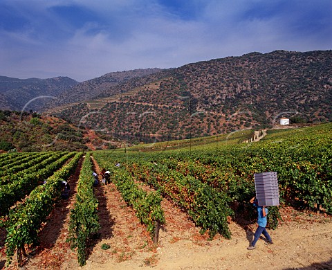 Harvesting in Tinta Amarella vineyard of Taylors Quinta de Vargellas high in the Douro Valley east of Pinho Portugal Port