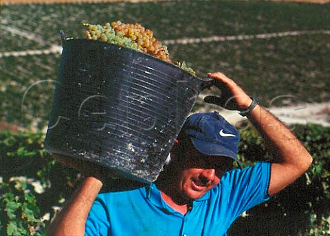 Harvesting Palomino Fino grapes on   Emilio Lustaus Montegillilo Estate north   of Jerez Andaluca Spain   Sherry