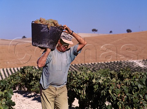 Harvesting Palomino Fino grapes on   Emilio Lustaus Montegillilo Estate north   of Jerez Andalucia Spain Sherry