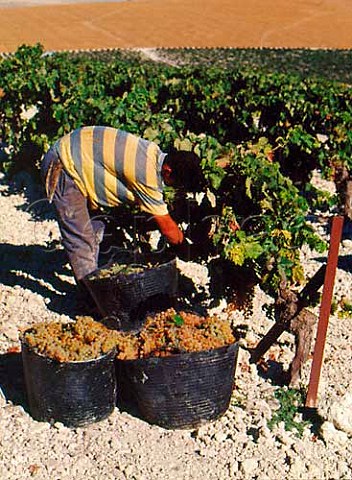 Harvesting Palomino Fino grapes on   Emilio Lustaus Montegillilo Estate north   of Jerez Andalucia Spain Sherry