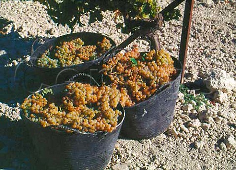 Harvested Palomino Fino grapes on   Emilio Lustaus Montegillilo Estate   north of Jerez Andaluca Spain Sherry