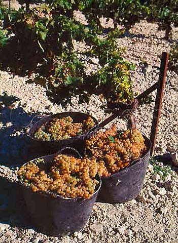 Harvested Palomino Fino grapes in Emilio Lustaus Montegillilo vineyard north of Jerez Andalucia Spain Sherry