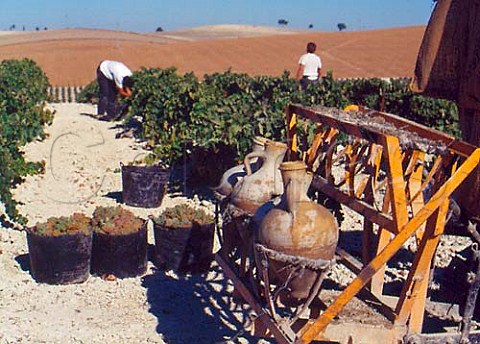 Water vessels for the pickers to drink from whilst   working Harvesting Palomino Fino grapes on   Emilio Lustaus Montegillilo Estate   north of Jerez Andaluca Spain Sherry