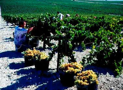 Harvesting Palomino Fino grapes on   Emilio Lustaus Montegillilo Estate   north of Jerez Andalucia Spain Sherry