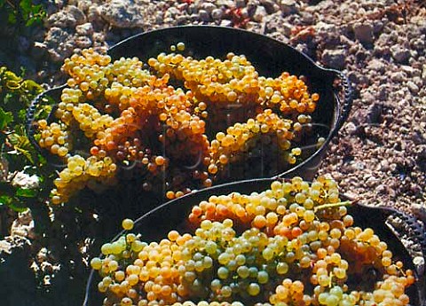 Harvested Palomino Fino grapes on   Emilio Lustaus Montegillilo Estate   north of Jerez Andaluca Spain Sherry