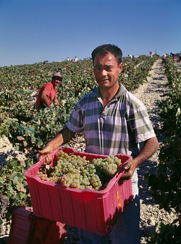 Harvesting Palomino Fino grapes in Via Esteve of Gonzalez Byass Jerez de la Frontera Andaluca Spain Sherry