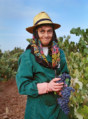 Harvesting Trincadeira grapes in vineyard of Herdade do Esporao Reguengos de Monsaraz Portugal  Alentejo
