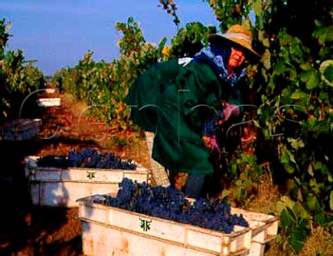 Harvesting Trincadeira grapes at Herdade do Esporao   Reguengos de Monsaraz Portugal  Alentejo