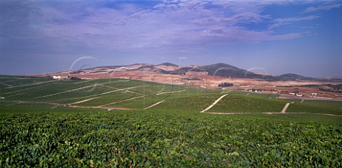 The Gibalbin vineyards of Antonio Barbadillo Gibalbin Andalucia Spain  