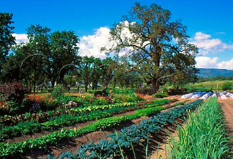 Organic farm of Fetzer Vineyards Hopland   Mendocino Co  California