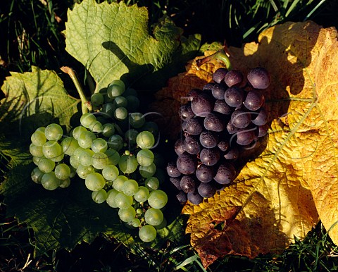Chardonnay and Pinot Noir grapes and leaves    Denbies Vineyards Dorking Surrey England