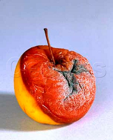 Rotting apple