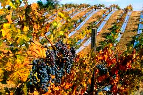 Cabernet Sauvignon grapes in the   Montebello vineyard of   Ridge Vineyards Cupertino   Santa Clara Co California   Santa Cruz Mountains AVA