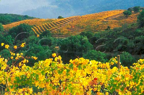Montebello vineyard of Ridge Vineyards   Cupertino Santa Clara Co California   Santa Cruz Mountains AVA