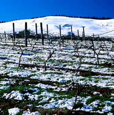 Snow on vineyard of Daniel Schuster Wines   Waipara New Zealand   Waipara