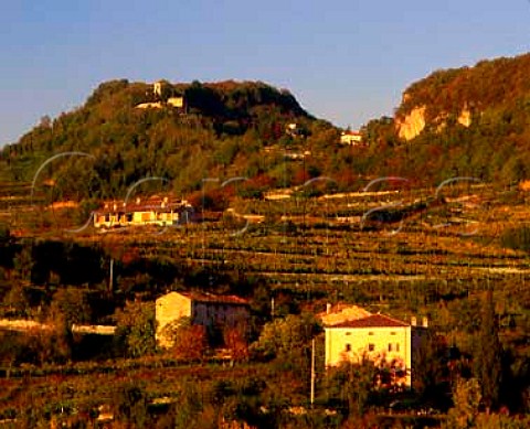 Autumnal vineyards in the hills above Fumane   Veneto Italy   Valpolicella Classico