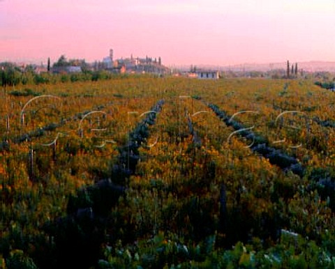 Autumnal vineyards at San Pietro in Cariano near   Fumane Veneto Italy     Valpolicella Classico