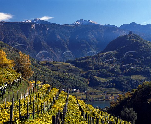 Autumnal vineyard above Lago di Caldaro   Alto Adige Italy      Caldaro DOC