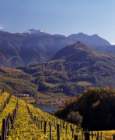 Autumnal vineyards above Lago di Caldaro and the Adige valley  Alto Adige Italy    Caldaro DOC