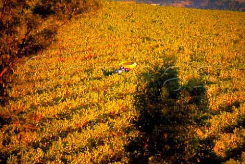 Treating vineyard in autumn after the   harvest John de Villiers Farm   Durbanville South Africa