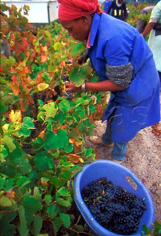 Picking Tinta Barocca grapes in vineyard   of Bredell  Stellenbosch South Africa