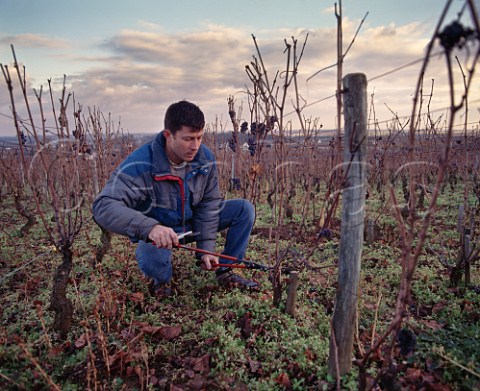 Christophe Roumier pruning in Les Amoureuses   vineyard of Domaine Georges Roumier   ChambolleMusigny Cte dOr France