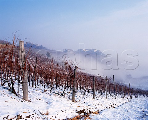 Snowcovered vineyards at Barbaresco   Piemonte Italy
