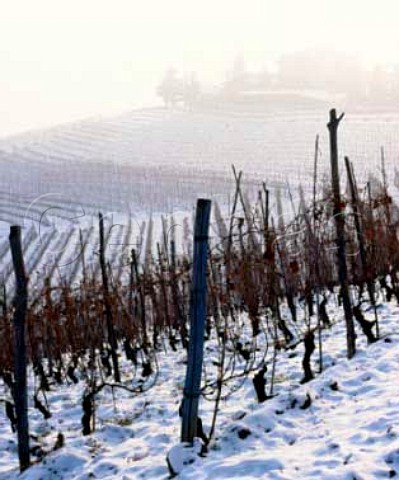 The cru Ghiga vineyard  snow covered  Barbaresco Piemonte Italy