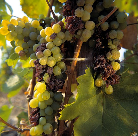 Furmint grapes affected by Botrytis  Hungary   Tokay
