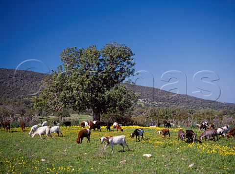 Goats grazing amongst the spring flowers near  Neo Khorio on the Akamas Peninsula   Paphos District Cyprus