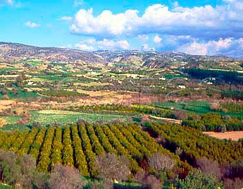 Orange groves at Goudi near Polis   Paphos District Cyprus