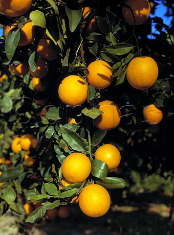 Ripe oranges on tree  Near Polis Paphos District Cyprus