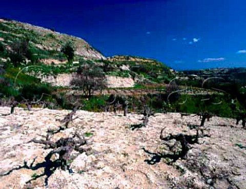 Early spring in vineyard near Tsada   Paphos District Cyprus