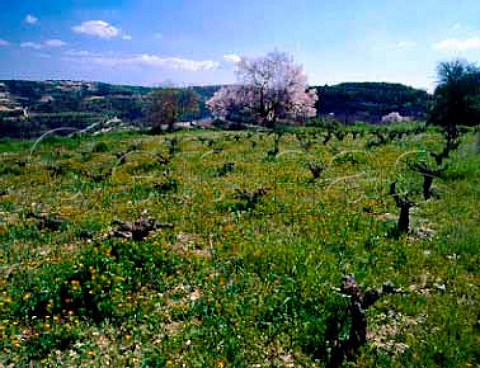 Early spring flowers and almond blossom in   vineyard near Tsada Paphos District Cyprus