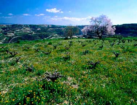 Early spring flowers and almond blossom in   vineyard near Tsada Paphos District Cyprus
