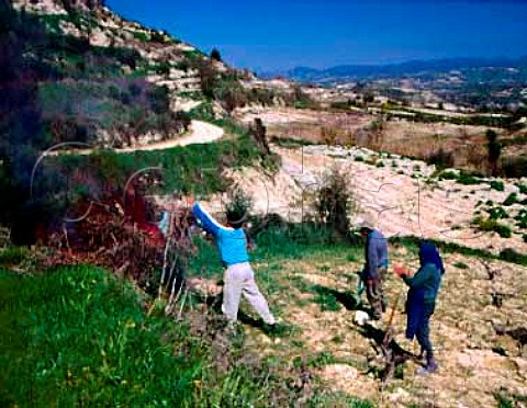 The Kourides family burning vine prunings in   the early spring near Tsada Paphos District Cyprus