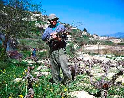 Mr Kourides gathering up vine prunings in the early   spring near Tsada Paphos District Cyprus