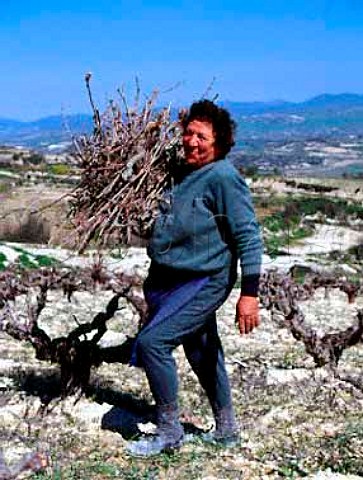 Mrs Kourides gathering up prunings in her vineyard in the early spring near Tsada Paphos District Cyprus