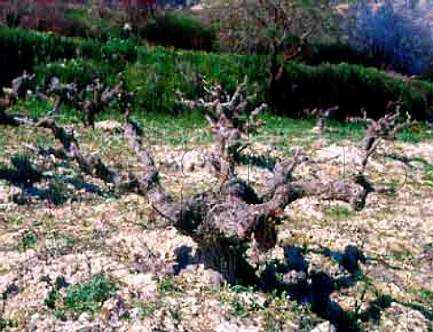 Vine in the early spring near Tsada   Paphos District Cyprus