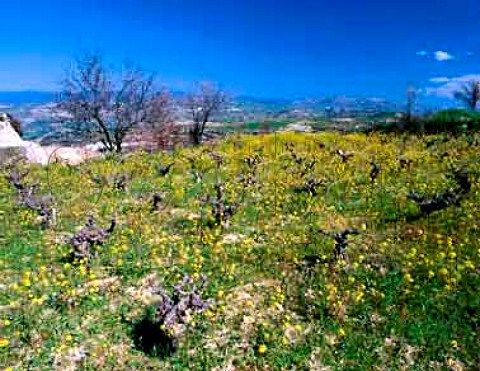 Early spring flowers in vineyard near Stroumpi   Paphos District Cyprus